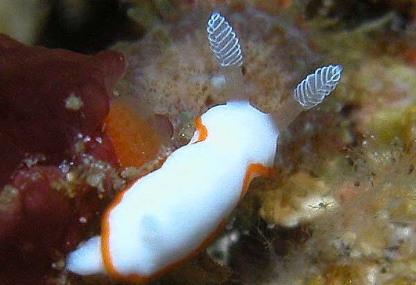 Chromodoris albonares